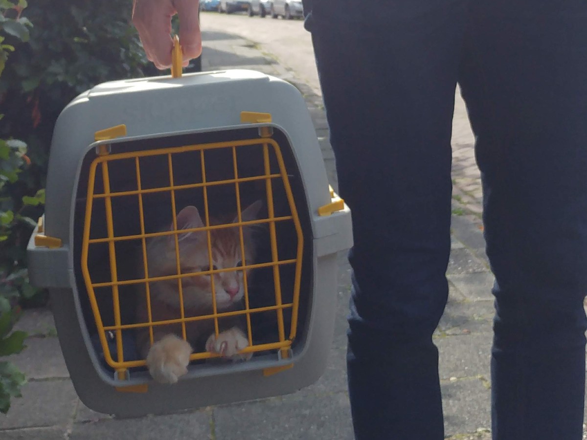 First day as a cat&nbsp;mom