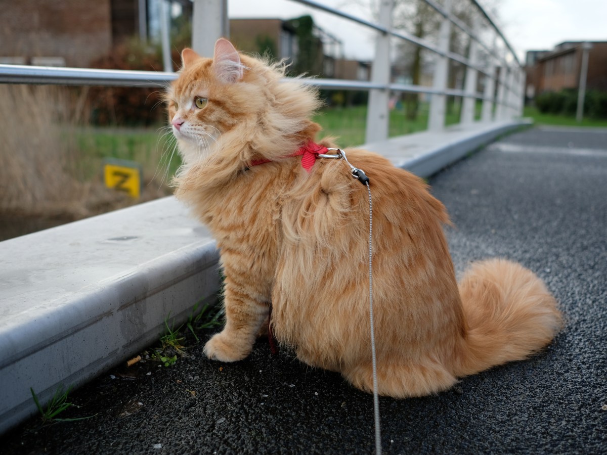 Leash training a&nbsp;cat
