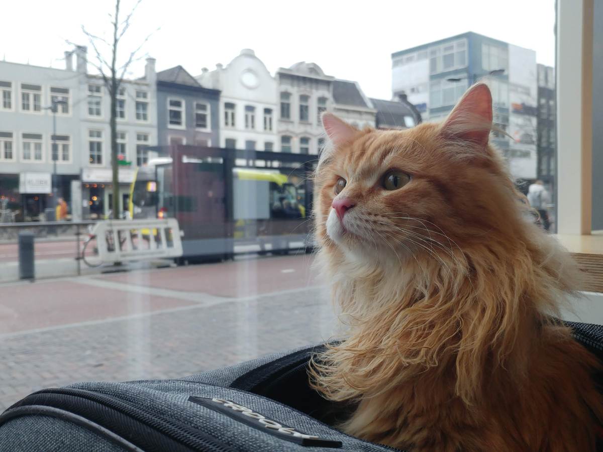 Visiting a cafe with a&nbsp;cat!