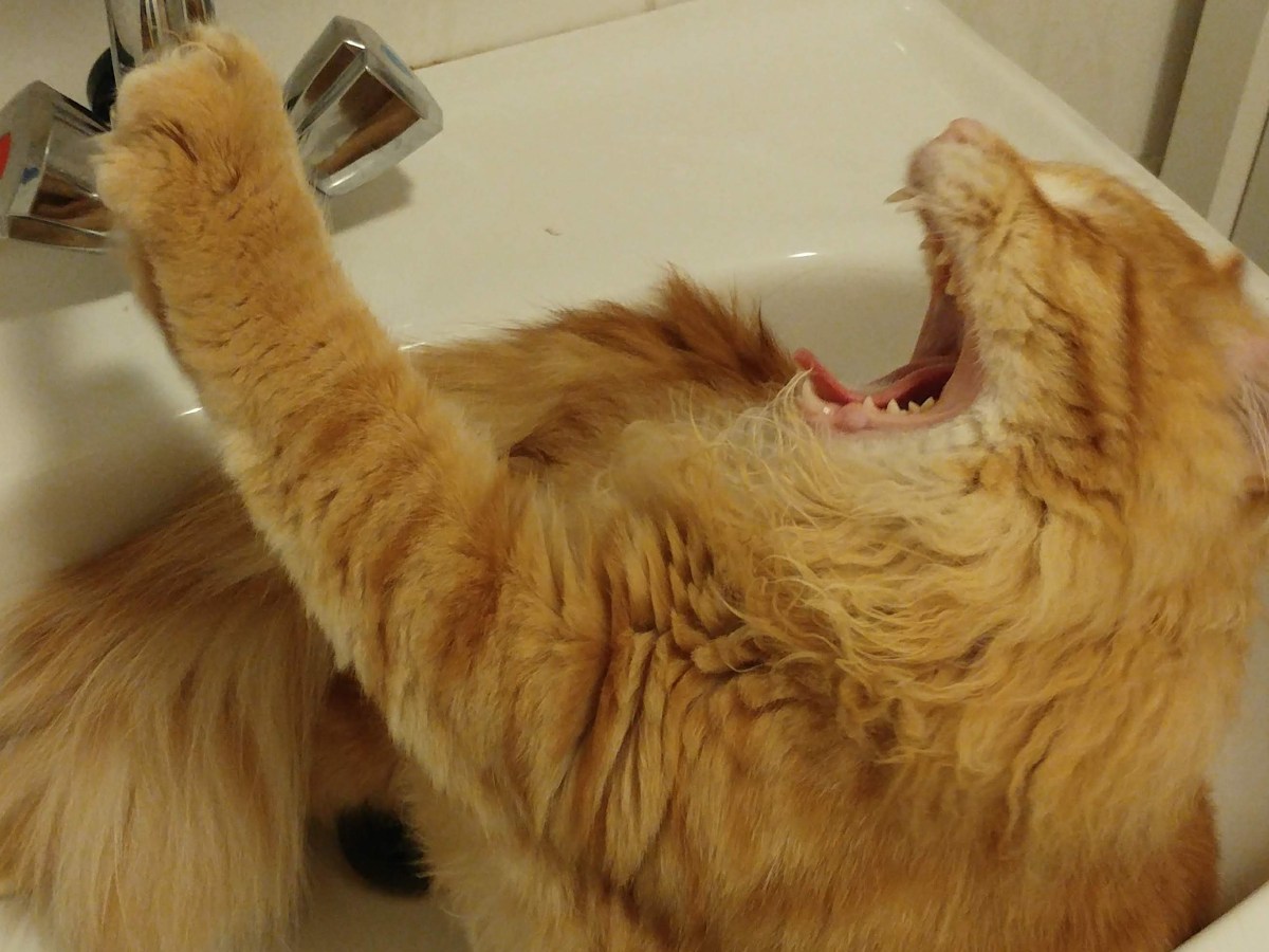 Lahksa learns to&nbsp;TALK!