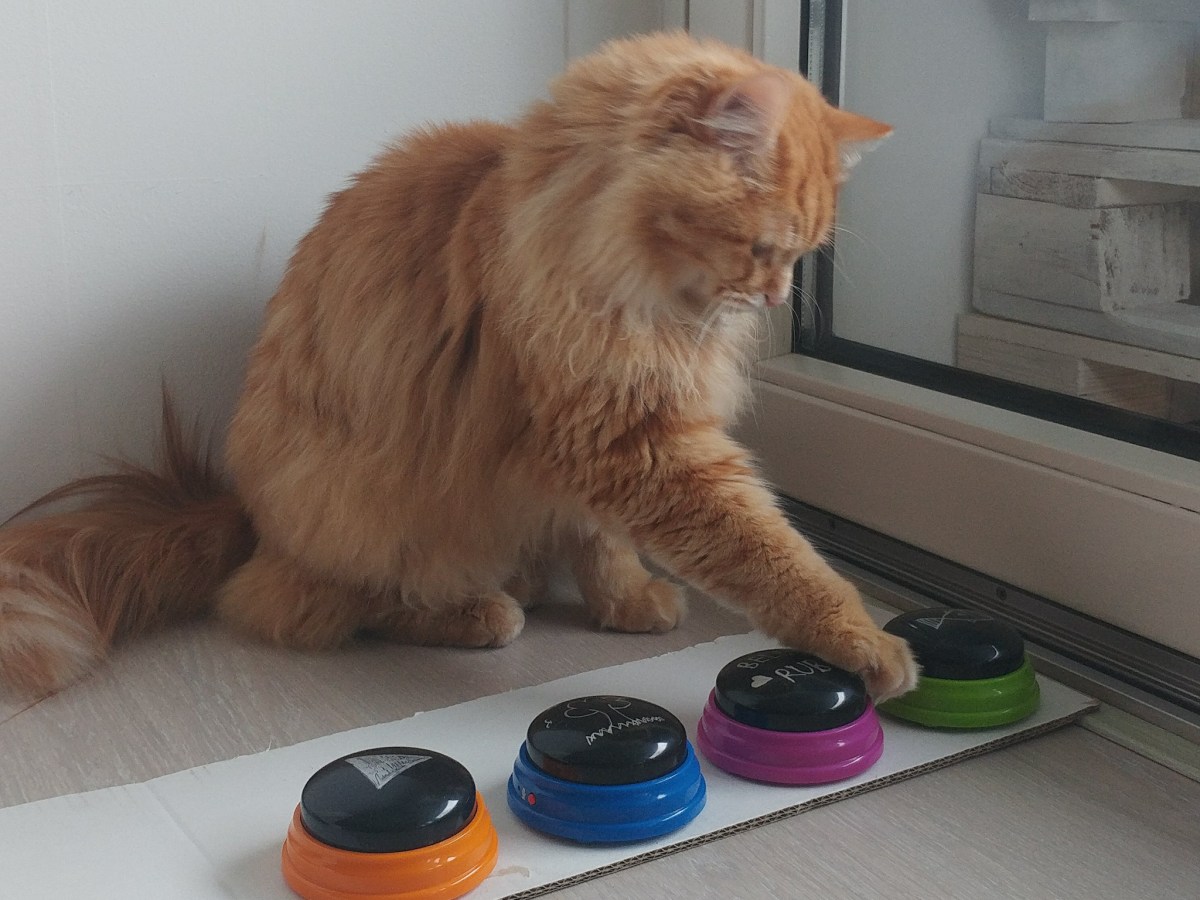 Week 6: Lahksa learns to&nbsp;talk