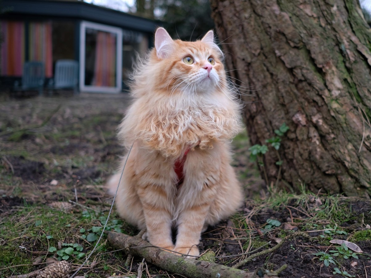 Lahksa’s First Holiday!